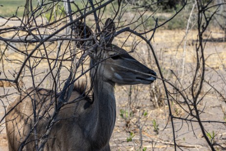 Antilope im Bwawata Nationalpark, Buffalo Core Area