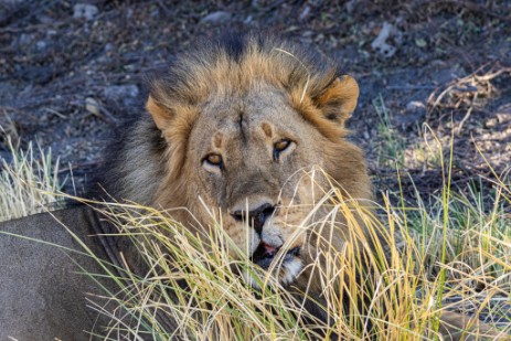Löwe im Bwawata Nationalpark, Buffalo Core Area