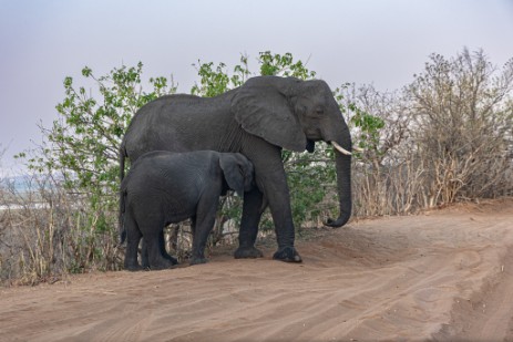 Säugender Elefant neben Piste im Chobe Nationalpark