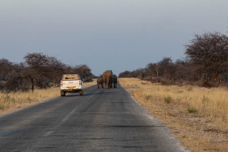 Elefanten auf der Straße bei Namutoni im Etoscha Nationalpark