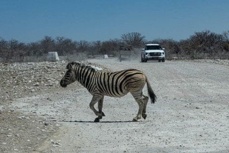 Zebra auf Piste im Etoscha Nationalpark