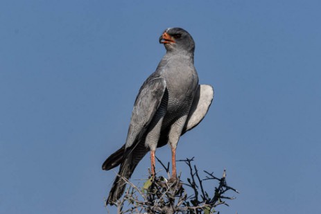 Falke bei Namutoni im Etoscha Nationalpark