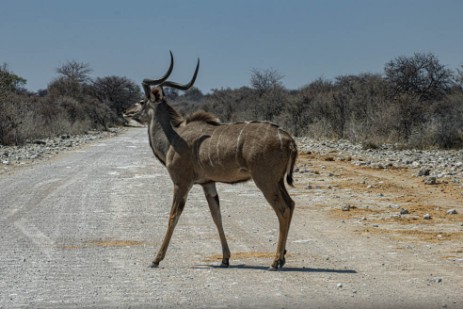 Kudu auf Piste im Etoscha Nationalpark
