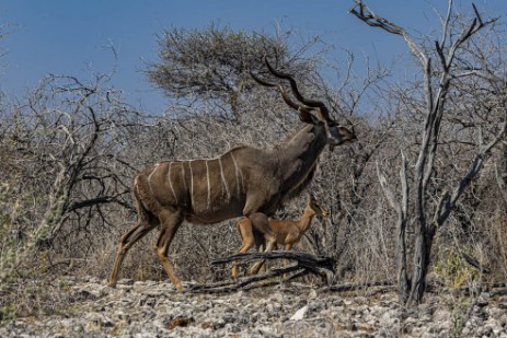 Kudu und Springbock