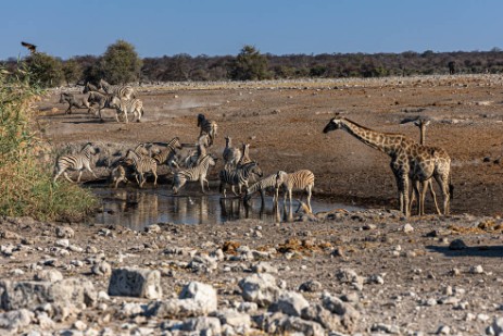 Zebras und Giraffen am Wasserloch Chudob im Etoscha Nationalpark