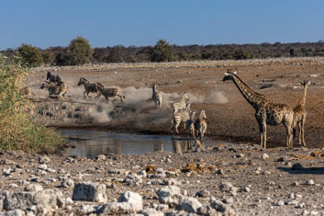 Zebras auf der Flucht und Giraffen am Wasserloch Chudob bei Namutoni im Etoscha Nationalpark