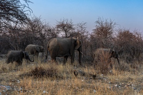 Elefanten neben der Straße bei Namutoni im Etoscha Nationalpark