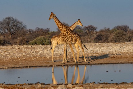 Giraffen am Wasserloch Klein Namutoni im Etoscha Nationalpark