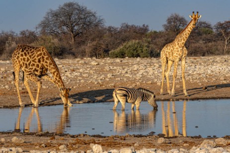 Giraffen und Zebra am Wasserloch Klein Namutoni im Etoscha Nationalpark