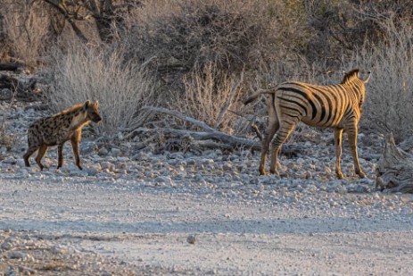 Hyäne greift Zebra an bei Namutoni im Etoscha Nationalpark