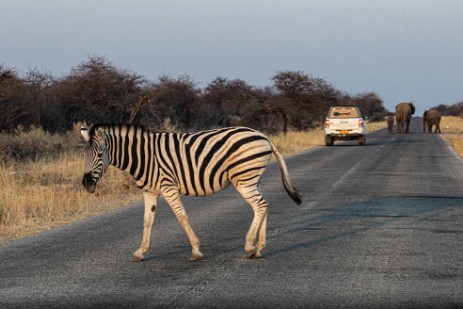 Zebra und Elefanten auf der Straße bei Namutoni im Etoscha Nationalpark