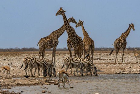 Giraffen und Zebras am Wasserloch Gemsboklake im Etoscha Nationalpark