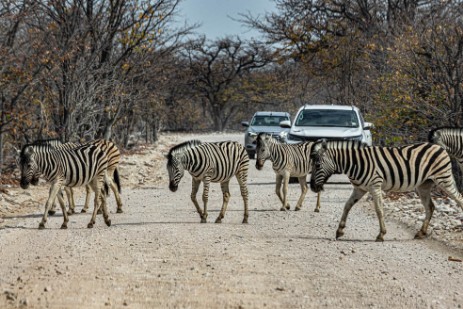 Zebras auf Piste im Etoscha Nationalpark