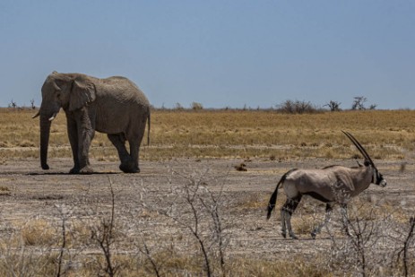 Elefantenbulle und Oryx bei Namutoni im Etoscha Nationalpark