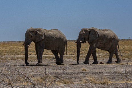 Elefantenbullen bei Namutoni im Etoscha Nationalpark