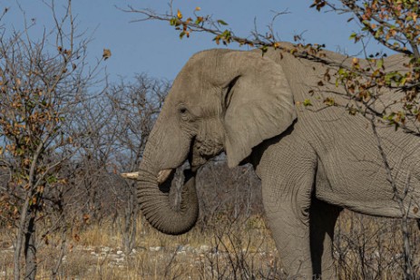 Elefantenbulle auf Fahrt nach Namutoni im Etoscha Nationalpark