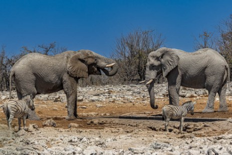 Elefantenbullen am Wasserloch Kalkheuvel im Etoscha Nationalpark