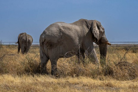 Elefantenbullen neben Piste im Etoscha Nationalpark
