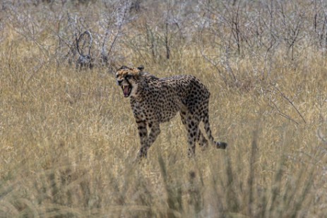 Gepard im Etoscha Nationalpark