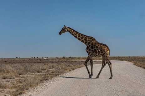 Giraffe auf Piste auf Fahrt nach Namutoni im Etoscha Nationalpark