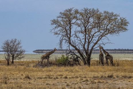 Giraffen unter Baum vor Etosha Pan
