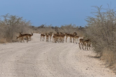 Springbockherde auf Piste auf Fahrt nach Namutoni im Etoscha Nationalpark