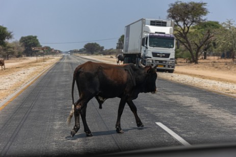 Rind auf der Straße in Namibia