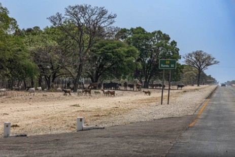 Namibia - Ziegen neben der Straße