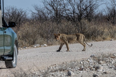Löwe auf Piste Fressen im Etoscha Nationalpark