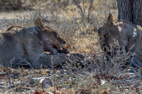 Löwen beim Fressen im Etoscha Nationalpark