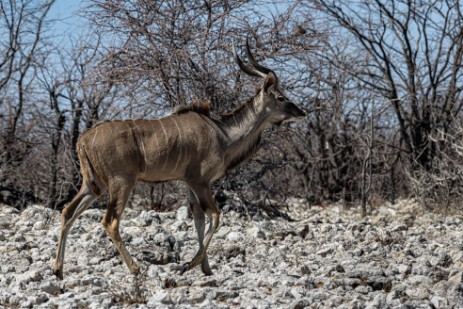 Etoscha Nationalpark - Kudu
