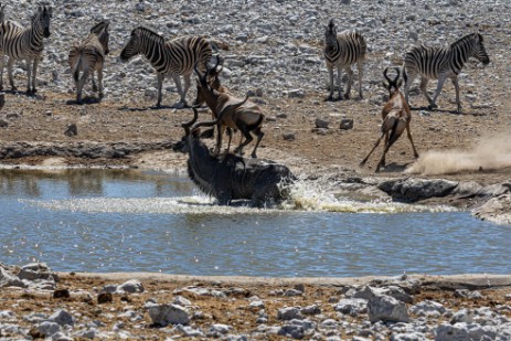 Etoscha Nationalpark - Wasserloch Olifantsbad