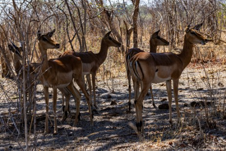 Impala im Bwawata Nationalpark