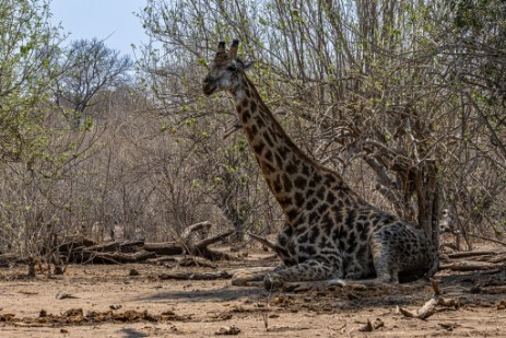 Giraffe unter Baum im Chobe Nationalpark