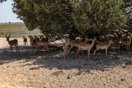 Impala unter Baum im Chobe Nationalpark