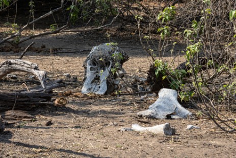 Knochen im Chobe Nationalpark