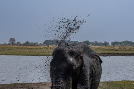 Elefanten am Fluss im Chobe Nationalpark