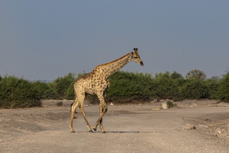 Giraffe auf Piste im Chobe Nationalpark