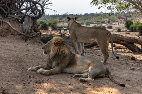 Löwe und Löwin im Chobe Nationalpark
