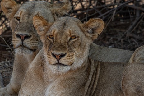 Drei Löwinnen im Chobe Nationalpark