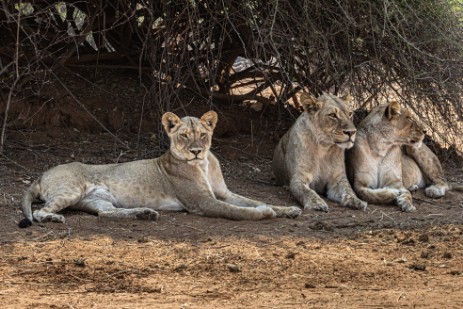 Drei Löwinnen im Chobe Nationalpark