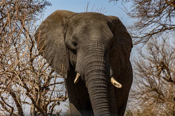 Elefant betrauert Artgenossen im Chobe Nationalpark