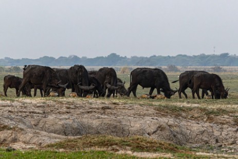 Büffel bei Chobe Nationalpark
