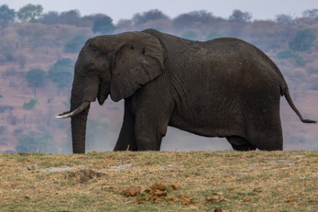Elefant bei Chobe Nationalpark