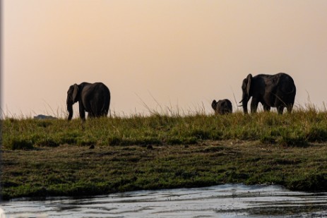 Elefanten bei Chobe Nationalpark