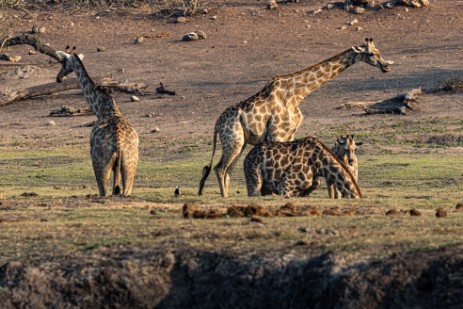 Giraffen bei Chobe Nationalpark