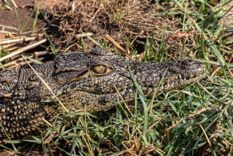 Junges Krokodil bei Chobe Nationalpark