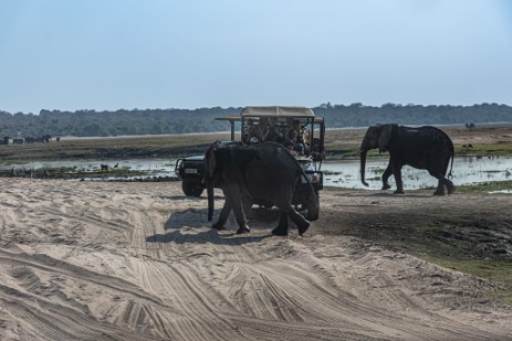 Elefanten vor Fahrzeug am Chobe