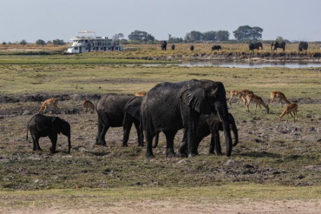 Elefanten am Chobe