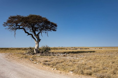 Baum im Etoscha Nationalpark